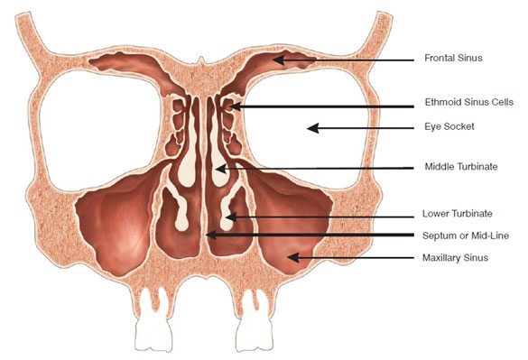 Diagram of the sinus cavities and associated structures